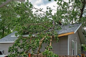 Fallen tree on roof