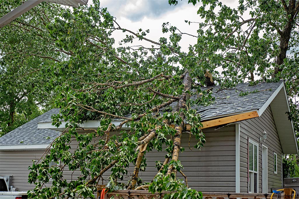 Fallen tree on roof